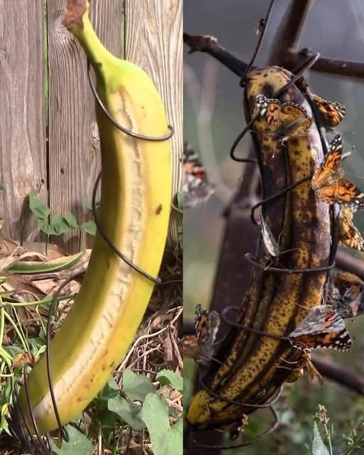 Unlocking the Benefits of Hanging an Overripe Banana in Your Garden