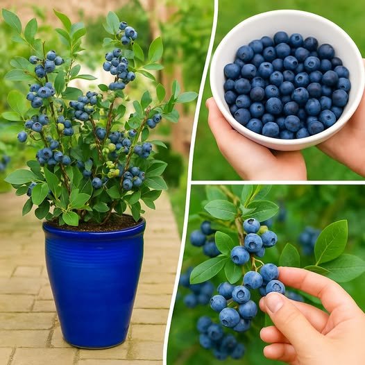How to Grow Blueberries in a Pot at Home