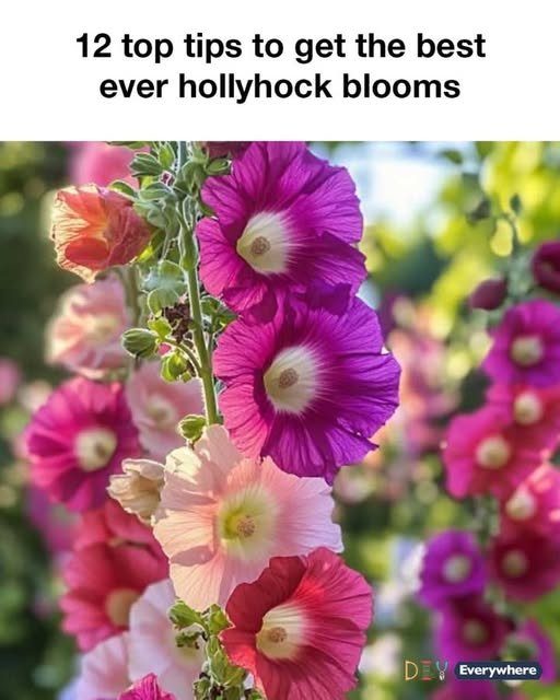 12 top tips to get the best ever hollyhock blooms