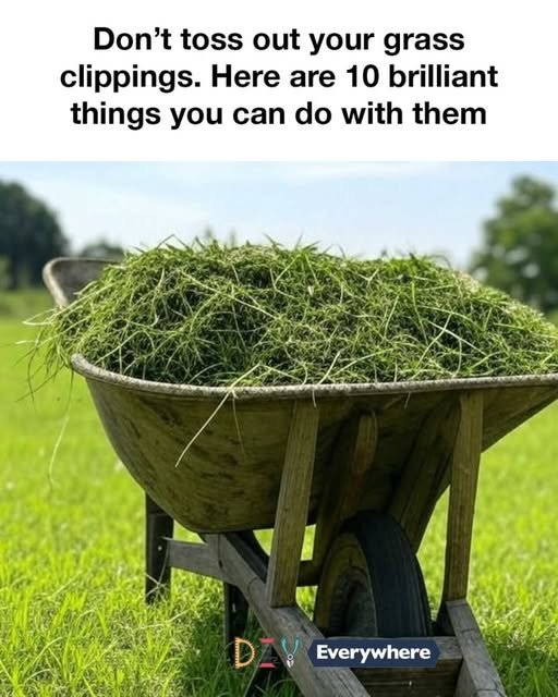 Don’t toss out your grass clippings. Here are 10 brilliant things you can do with them